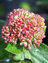 Bild von Großblumiger Duft-Schneeball Viburnum carlcephalum im Onlineshop von Bohlken Pflanzenversand GbR