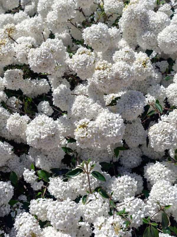 Bild von Großblumiger Duft-Schneeball Viburnum carlcephalum im Onlineshop von Bohlken Pflanzenversand GbR