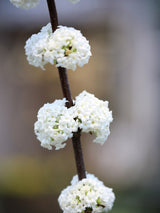 Viburnum farreri 'Candidissimum', Duftschneeball 'Candidissimum' im Onlineshop der Bohlken Baumschulen