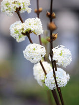 Viburnum farreri 'Candidissimum', Duftschneeball 'Candidissimum' im Onlineshop der Bohlken Baumschulen