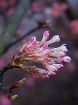 Viburnum farreri 'December Dwarf', Zwerg-Duftschneeball 'December Dwarf' im Onlineshop der Bohlken Baumschulen