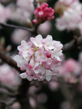 Viburnum farreri 'December Dwarf', Zwerg-Duftschneeball 'December Dwarf' im Onlineshop der Bohlken Baumschulen