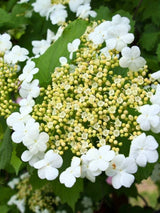 Viburnum opulus | Gemeiner Schneeball im Onlineshop der Bohlken Baumschulen
