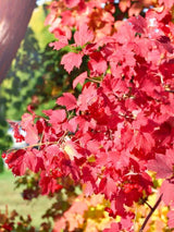 Viburnum opulus | Gemeiner Schneeball im Onlineshop der Bohlken Baumschulen