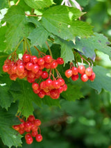 Viburnum opulus | Gemeiner Schneeball im Onlineshop der Bohlken Baumschulen