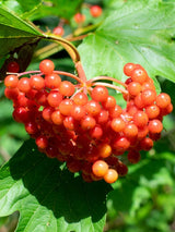 Viburnum opulus 'Compactum', Zwerg-Schneeball 'Compactum' im Onlineshop der Bohlken Baumschulen