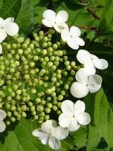 Viburnum opulus 'Compactum', Zwerg-Schneeball 'Compactum' im Onlineshop der Bohlken Baumschulen