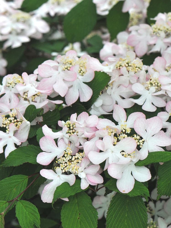 Japanischer Schneeball, Viburnum plicatum 'Pink Beauty' im Onlineshop von Bohlken Pflanzenversand GbR