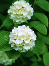 Viburnum plicatum 'Popcorn', Japanischer Schneeball 'Popcorn' im Onlineshop der Bohlken Baumschulen