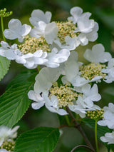 Viburnum plicatum 'Tennessee', Etagenschneeball 'Tennessee' im Onlineshop der Bohlken Baumschulen