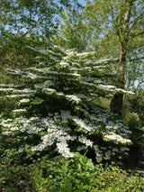 Viburnum plicatum 'Tennessee', Etagenschneeball 'Tennessee' im Onlineshop der Bohlken Baumschulen