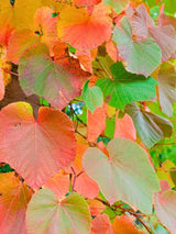 Scharlach-Rebe I Vitis coignetiae im Onlineshop der Bohlken Baumschulen