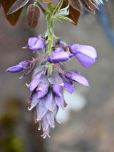 Wisteria brachybotrys 'Okayama' | Blauregen 'Okayama' im Onlineshop der Bohlken Baumschulen