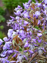 Wisteria brachybotrys 'Okayama' | Blauregen 'Okayama' im Onlineshop der Bohlken Baumschulen