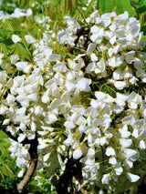 Wisteria brachybotrys 'Shiro Beni' | Blauregen 'Shiro Beni' im Onlineshop der Bohlken Baumschulen