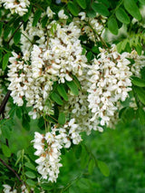 Wisteria brachybotrys 'Shiro Beni' | Blauregen 'Shiro Beni' im Onlineshop der Bohlken Baumschulen