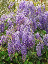 Wisteria floribunda | Japanischer Blauregen im Onlineshop der Bohlken Baumschulen