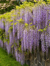 Wisteria floribunda | Japanischer Blauregen im Onlineshop der Bohlken Baumschulen
