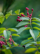 Zanthoxylum americanum, Gelbholz, Prickly Ash, Amerikanischer Pfefferstrauch im Onlineshop der Bohlken Baumschulen