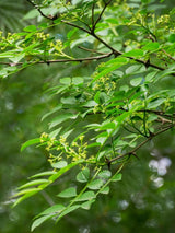 Zanthoxylum americanum, Gelbholz, Prickly Ash, Amerikanischer Pfefferstrauch im Onlineshop der Bohlken Baumschulen