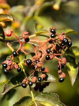 Zanthoxylum simulans, Szechuan-Pfeffer im Onlineshop der Bohlken Baumschulen