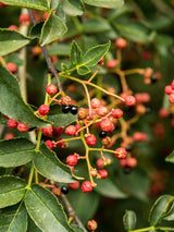 Zanthoxylum simulans, Szechuan-Pfeffer im Onlineshop der Bohlken Baumschulen