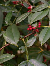 Zanthoxylum simulans, Szechuan-Pfeffer im Onlineshop der Bohlken Baumschulen