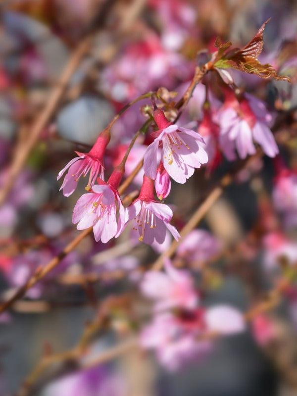 Artikelbild Zierkirsche Prunus subhirtella 'Okame' im Online-Shop der Bohlken Baumschulen