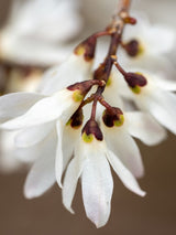 Schneeforsythie, Abeliophyllum distichum kaufen im Online-Shop der Bohlken Baumschulen