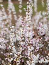 Schneeforsythie, Abeliophyllum distichum kaufen im Online-Shop der Bohlken Baumschulen