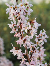 Schneeforsythie, Abeliophyllum distichum kaufen im Online-Shop der Bohlken Baumschulen