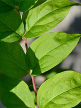 Schneeforsythie, Abeliophyllum distichum kaufen im Online-Shop der Bohlken Baumschulen