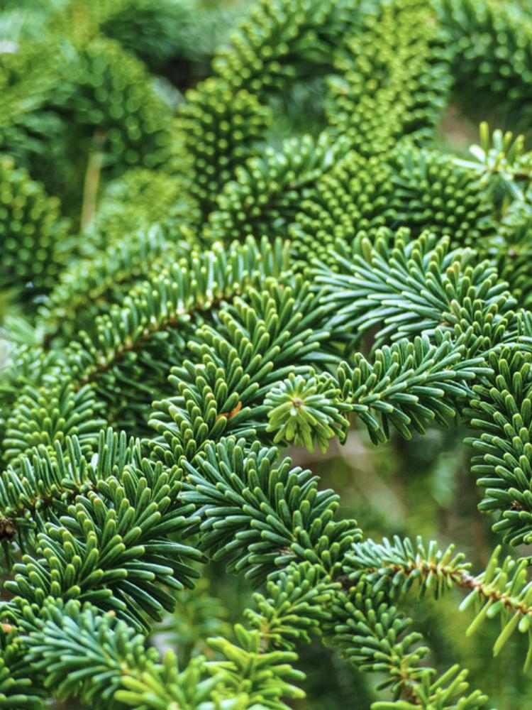 Jetzt Fraser-Tanne, Kegeltanne online kaufen bei Bohlken Pflanzenversand –  Bohlken Pflanzenversand GbR