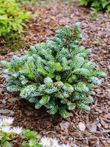 Zwerg-Koreatanne, Abies koreana 'Kohout‘s Icebreaker' kaufen im Online-Shop der Bohlken Bumschulen