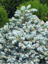 Zwerg-Koreatanne, Abies koreana 'Kohout‘s Icebreaker' kaufen im Online-Shop der Bohlken Bumschulen