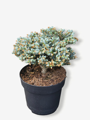 Zwerg-Koreatanne 'Kohout‘s Icebreaker' ®