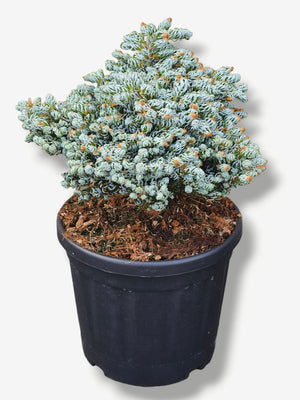 Zwerg-Koreatanne 'Kohout‘s Icebreaker' ®
