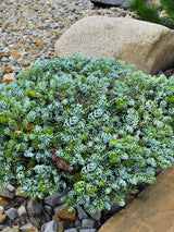 Zwerg-Koreatanne, Abies koreana 'Kohout‘s Icebreaker' kaufen im Online-Shop der Bohlken Bumschulen