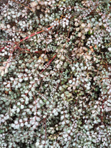 Blaugrünes Stachelnüsschen, Acaena buchananii kaufen im Online-Shop der Bohlken Baumschulen