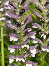 Stacheliger Bärenklau, Acanthus spinosus kaufen im Online-Shop der Bohlken Baumschulen