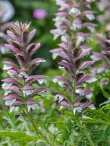 Stacheliger Bärenklau, Acanthus spinosus kaufen im Online-Shop der Bohlken Baumschulen