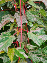 Artikelbild Schlangenhaut-Ahorn Acer conspicuum 'Red Flamingo' im Online-Shop der Bohlken Baumschulen