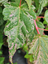 Artikelbild Schlangenhaut-Ahorn Acer conspicuum 'Red Flamingo' im Online-Shop der Bohlken Baumschulen