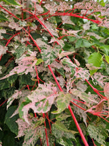 Artikelbild Schlangenhaut-Ahorn Acer conspicuum 'Red Flamingo' im Online-Shop der Bohlken Baumschulen