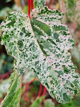 Artikelbild Schlangenhaut-Ahorn Acer conspicuum 'Red Flamingo' im Online-Shop der Bohlken Baumschulen