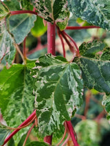 Artikelbild Schlangenhaut-Ahorn Acer conspicuum 'Red Flamingo' im Online-Shop der Bohlken Baumschulen