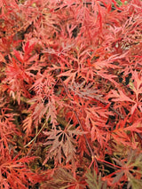 Japanischer Fächerahorn, Acer palmatum 'Orangeola' kaufen im Online-Shop der Bohlken Baumschulen