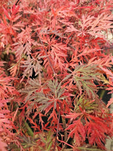 Japanischer Fächerahorn, Acer palmatum 'Orangeola' kaufen im Online-Shop der Bohlken Baumschulen