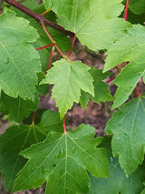 Artikelbild für Rot-Ahorn Acer rubrum 'October Glory' im Online-Shop der Bohlken Baumschulen