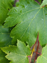 Artikelbild für Rot-Ahorn Acer rubrum 'October Glory' im Online-Shop der Bohlken Baumschulen